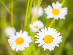Margeriten